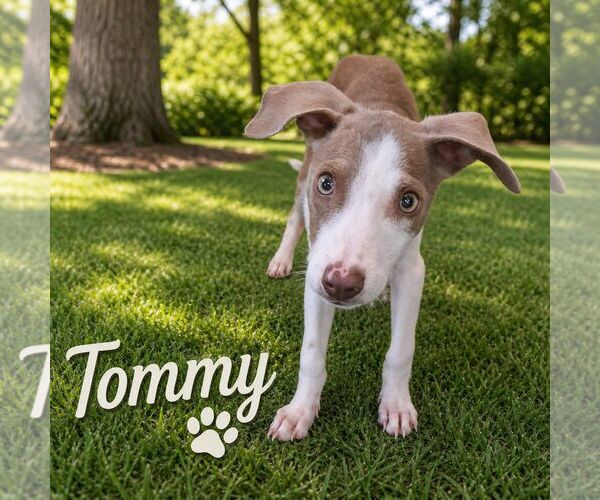 Medium Photo #25 Feist Terrier-Unknown Mix Puppy For Sale in Virginia Beach, VA, USA