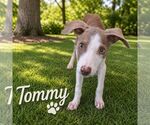 Small #24 Feist Terrier Mix