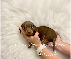 Dachshund Puppy for sale in WINNSBORO, LA, USA