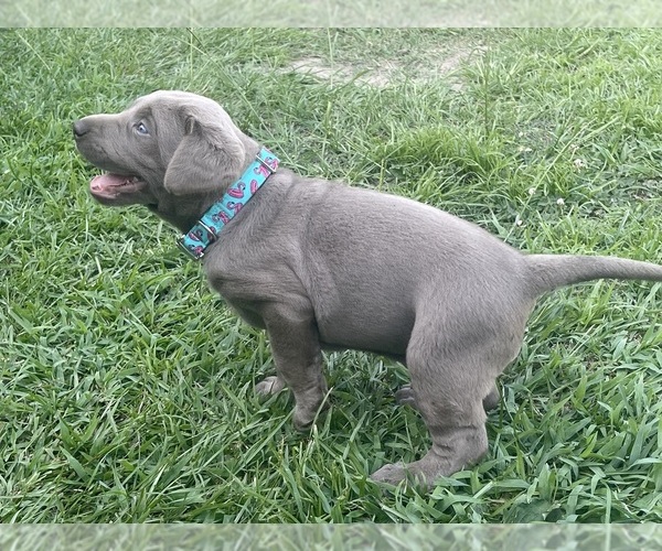 Medium Photo #5 Labrador Retriever Puppy For Sale in GEORGETOWN, SC, USA
