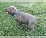 Small #4 Labrador Retriever