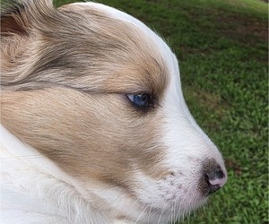 Medium Shetland Sheepdog