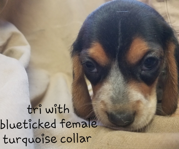 Medium Photo #2 Beagle Puppy For Sale in LINCOLN, TX, USA