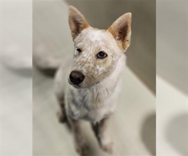 Medium Photo #1 Texas Heeler Puppy For Sale in Bakersfield, CA, USA