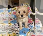 Small #3 Cavapoo