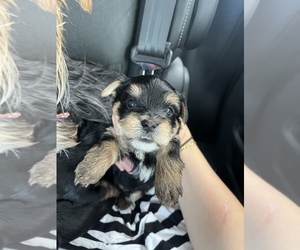 Yorkshire Terrier Puppy for Sale in GROVETOWN, Georgia USA