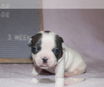 Small Photo #4 French Bulldog Puppy For Sale in PRINCE FREDERICK, MD, USA