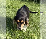 Small #2 Beagle Mix