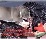 Small Photo #14 American Pit Bull Terrier Puppy For Sale in DELAWARE, OH, USA