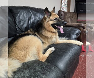Pippi - Female German Shepherd Dog Dog for Adoption - Photo #16