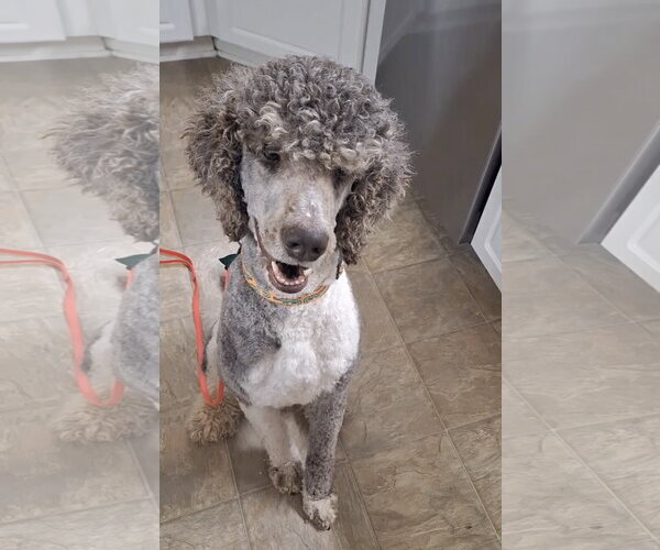 Medium Photo #2 Poodle (Standard) Puppy For Sale in Pacolet, SC, USA