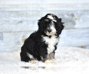 Bernedoodle (Miniature) Puppy for sale in COCHRANTON, PA, USA