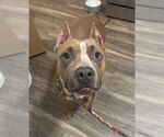 Small #3 American Pit Bull Terrier Mix