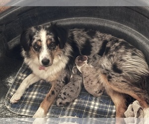 Mother of the Australian Shepherd puppies born on 06/04/2026