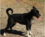 Small Basenji-Boxer Mix