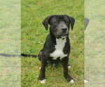 Small #9 Catahoula Leopard Dog-Staffordshire Bull Terrier Mix