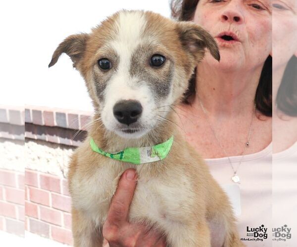 Medium Photo #3 Australian Shepherd-Unknown Mix Puppy For Sale in Washington, DC, USA