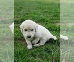 Puppy 5 English Cream Golden Retriever