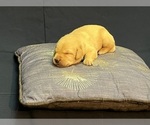 Small Photo #13 Labrador Retriever Puppy For Sale in BARTLETT, IL, USA
