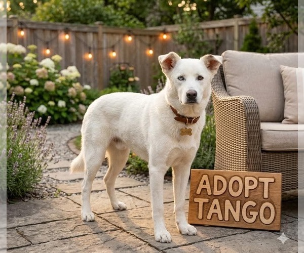 Medium Photo #5 Siberian Husky-Unknown Mix Puppy For Sale in Genesee, WI, USA