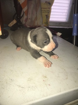 Medium Photo #1 American Pit Bull Terrier Puppy For Sale in EAST ORANGE, NJ, USA