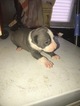 Small Photo #1 American Pit Bull Terrier Puppy For Sale in EAST ORANGE, NJ, USA