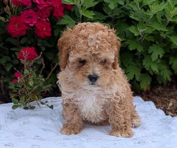 Medium Photo #4 Cock-A-Poo Puppy For Sale in GOSHEN, IN, USA