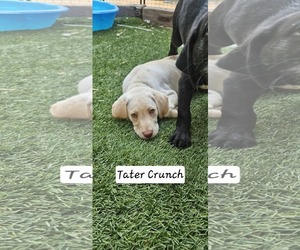 Medium Labrador Retriever
