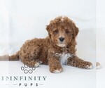 Small #4 Poochon