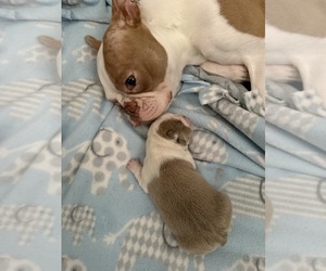 Mother of the Boston Terrier puppies born on 04/05/2026
