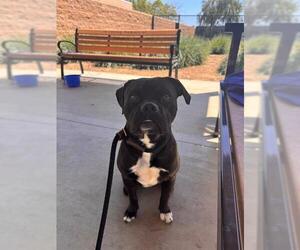 Bulldog-Staffordshire Bull Terrier Mix Dogs for adoption in Orange, CA, USA