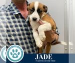 Small Boxer Mix