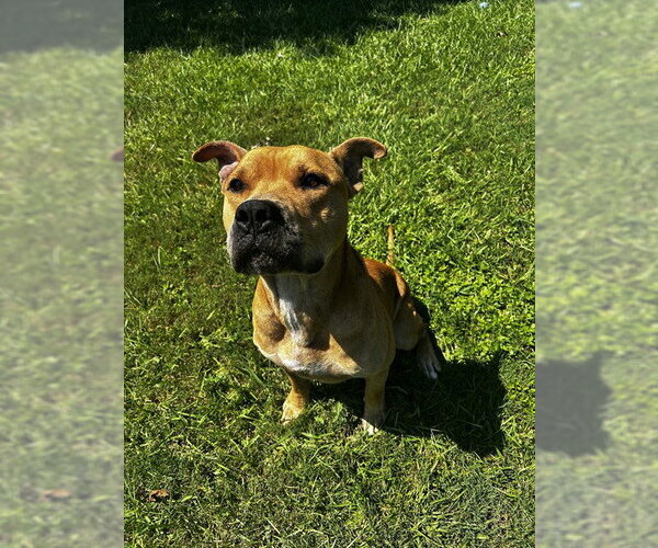 Medium Photo #1 Staffordshire Bull Terrier Puppy For Sale in Grovetown, GA, USA