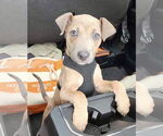 Small #3 American Pit Bull Terrier-Labrador Retriever Mix