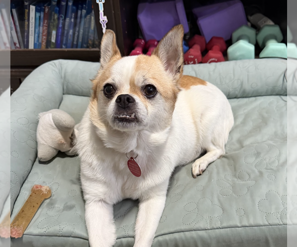 Medium Photo #1 Bulldog-Chihuahua Mix Puppy For Sale in Brooklyn, NY, USA