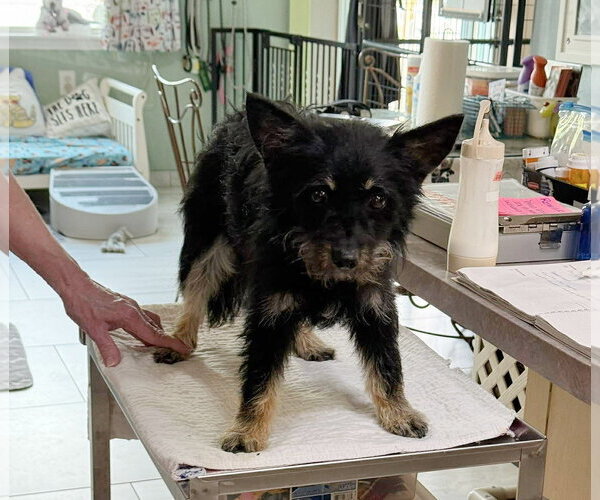 Medium Photo #1 Pomeranian-Unknown Mix Puppy For Sale in Benton, LA, USA