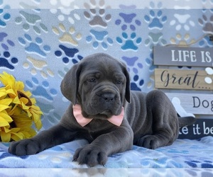 Cane Corso Puppy for sale in LANCASTER, PA, USA