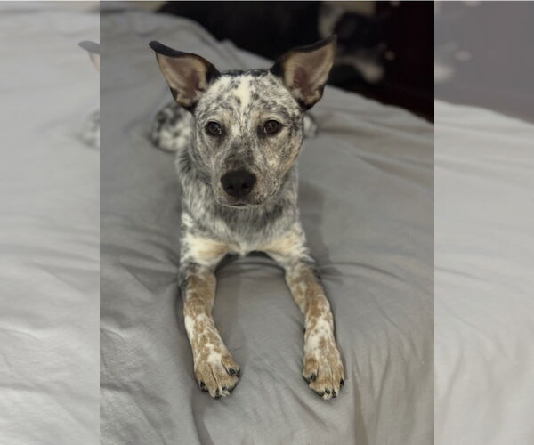 Medium Photo #6 Mutt Puppy For Sale in Euless, TX, USA