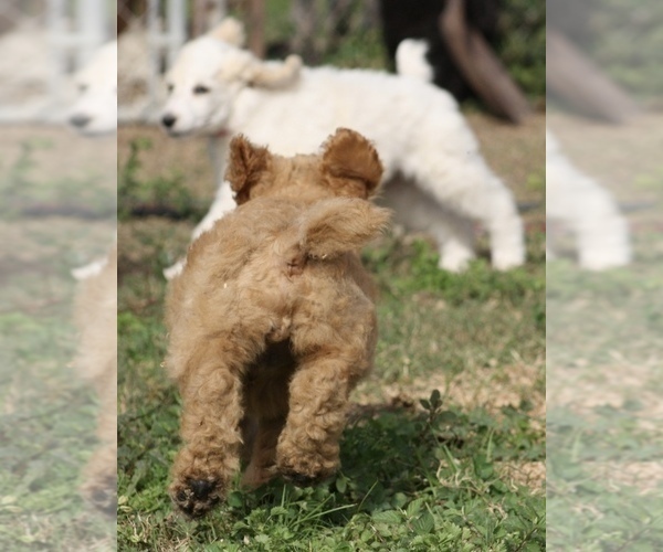 Medium Photo #23 Poodle (Standard) Puppy For Sale in GARWOOD, TX, USA