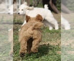 Small Photo #23 Poodle (Standard) Puppy For Sale in GARWOOD, TX, USA