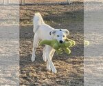 Small Photo #14 Great Pyrenees-Unknown Mix Puppy For Sale in Garland, TX, USA