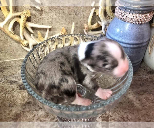 Medium Photo #2 Chihuahua Puppy For Sale in SHERMAN, TX, USA