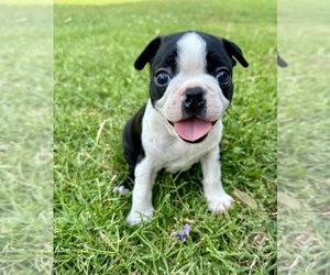 Boston Terrier Puppy for sale in WASHBURN, MO, USA