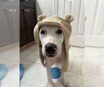 Small #10 Labrador Retriever Mix