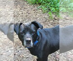 Small #13 Labrador Retriever Mix