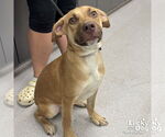 Small #5 Retriever  Mix