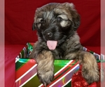 Small Photo #8 Catalan Sheepdog Puppy For Sale in SMALLWOOD, NY, USA
