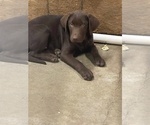 Small #9 Labrador Retriever