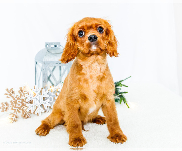 Medium Photo #6 Cavalier King Charles Spaniel Puppy For Sale in WAKARUSA, IN, USA