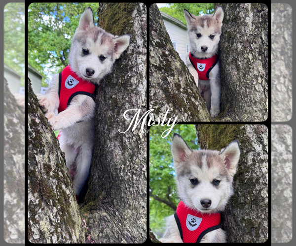 Medium Photo #13 Pomsky Puppy For Sale in VENUS, PA, USA